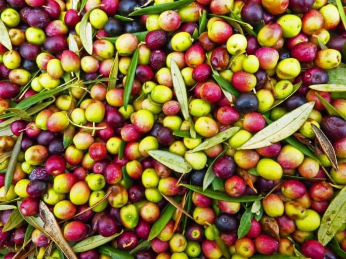 Millest koosneb kvaliteetne oliiviõli?